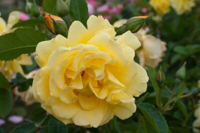 Rose Garden Princess Zarte Rosa Blüten und Niedriger Wuchs