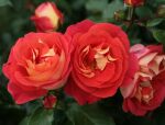 Rose Gebrüder Grimm® Bunte Blüten und Wüchsigkeit