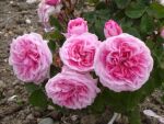 Rose Gertrude Jekyll® Rosa Blüten und Starker Duft