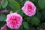 Rose Gertrude Jekyll® Rosa Blüten und Starker Duft