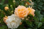 Rose Ghislaine de Féligonde Cremefarbene Blüten und Duft