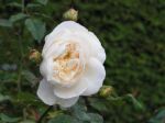 Rose Guirlande dAmour Weiße Kletterrose und Romantik