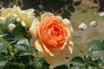 Rose Hansestadt Rostock® Apricot Blüten und Widerstandskraft