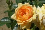 Rose Hansestadt Rostock® Apricot Blüten und...