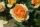 Rose Hansestadt Rostock® Apricot Blüten und Widerstandskraft