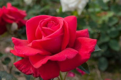 Rose Heidelberg® Rote Kletterrose und Blütenpracht