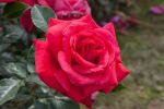 Rose Heidelberg® Rote Kletterrose und Blütenpracht