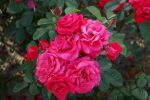 Rose Heidelberg® Rote Kletterrose und Blütenpracht