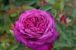 Rose Heidi Klum Rose® Purpurrote Blüten und Intensiver Duft