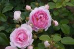 Rose Jasmina® Rosa Kletterrose mit Starkem Duft