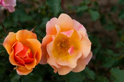 Rose Jazz® Orangerote Blüten und Kompakter Wuchs