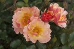 Rose Jazz® Orangerote Blüten und Kompakter Wuchs