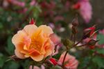 Rose Jazz® Orangerote Blüten und Kompakter Wuchs