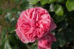 Rose Leonardo da Vinci® Rosa Blüten und Klassischer Charme