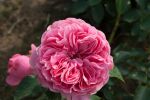 Rose Leonardo da Vinci® Rosa Blüten und Klassischer Charme