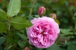 Rose Louise Odier Rosa Blüten und Starker Duft