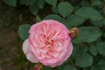 Rose Mini Eden Rose® MEIbigboni Kleine Rosa Blüten