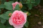 Rose Mini Eden Rose® MEIbigboni Kleine Rosa Blüten