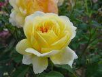 Rose Molineux® Gelbe Blüten und Üppige Blüte