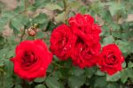 Rose Nina Weibull® Rote Blüten und Robustheit