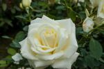 Rose Pascali Weiße Blüten und Klassische Eleganz