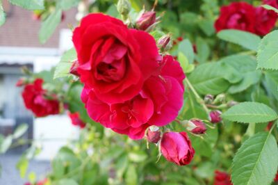 Rose Paul Scarlet Climber Rote Kletterrose und Üppige Blüte