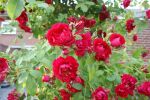 Rose Paul Scarlet Climber Rote Kletterrose und Üppige Blüte