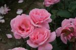 Rose Queen Elizabeth® Rosa Blüten und Eleganter Wuchs