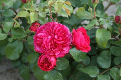 Rose Red Leonardo Da Vinci® M Rote Blüten und Kompakter Wuchs