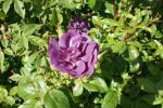 Rose Rhapsody in Blue™ Blaue Blüten und Starker Duft