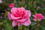 Rose Romanze® Rosa Blüten und Stark Duftend