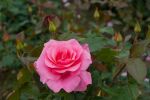 Rose Romanze® Rosa Blüten und Stark Duftend