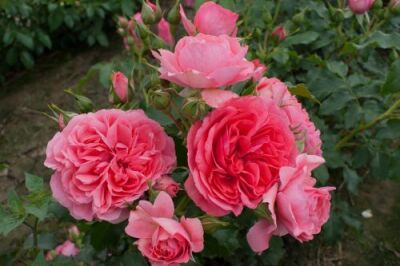 Rose Rosarium Uetersen® Pinke Kletterrose und Üppige Blüte