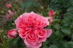 Rose Rosarium Uetersen® Pinke Kletterrose und Üppige Blüte