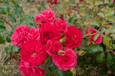 Rose Rotilia® Rote Blüten und Dauerblüher