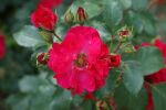 Rose Rotilia® Rote Blüten und Dauerblüher