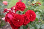 Rose Rotkäppchen® Dunkelrote Blüten und Kompakter Wuchs