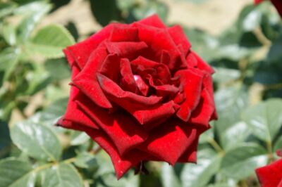 Rose Schwarze Madonna® Dunkelrote Blüten und Eleganter Wuchs