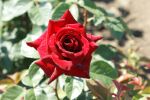 Rose Schwarze Madonna® Dunkelrote Blüten und Eleganter Wuchs