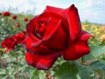 Rose Schwarze Madonna® Dunkelrote Blüten und Eleganter Wuchs