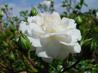 Rose Sea Foam Weiße Bodendeckerrose und Üppige Blüte