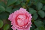 Rose Sommerwind® KORlanum Rosa Bodendeckerrose und...