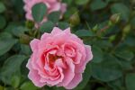 Rose Sommerwind® KORlanum Rosa Bodendeckerrose und Dauerblüher