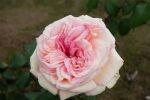 Rose Souvenir de Baden Baden® Creme-Rosa Blüten und Duft