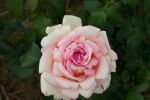 Rose Souvenir de Baden Baden® Creme-Rosa Blüten und Duft