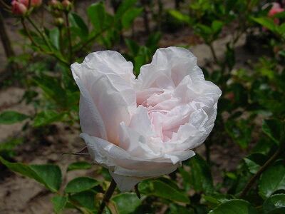 Rose Souvenir de la Malmaison Rosa Blüten und Historischer Charme