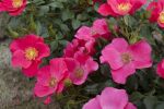 Rose Stadt Rom® Apricotfarbene Blüten und...