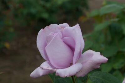 Rose Waltz Time Lavendelviolette Blüten und Duft