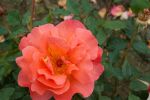 Rose Westerland® Orangefarbene Kletterrose und Duftend