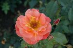 Rose Westerland® Orangefarbene Kletterrose und Duftend